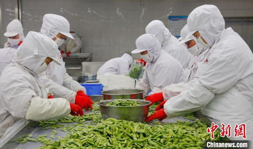 新春走基层 山东特色农产品打包出海，丰富国际餐桌菜品制作